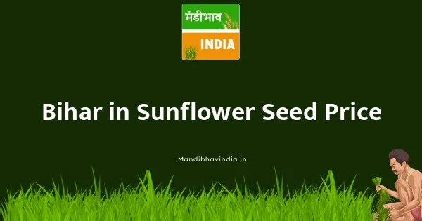 Sunflower Seed भाव